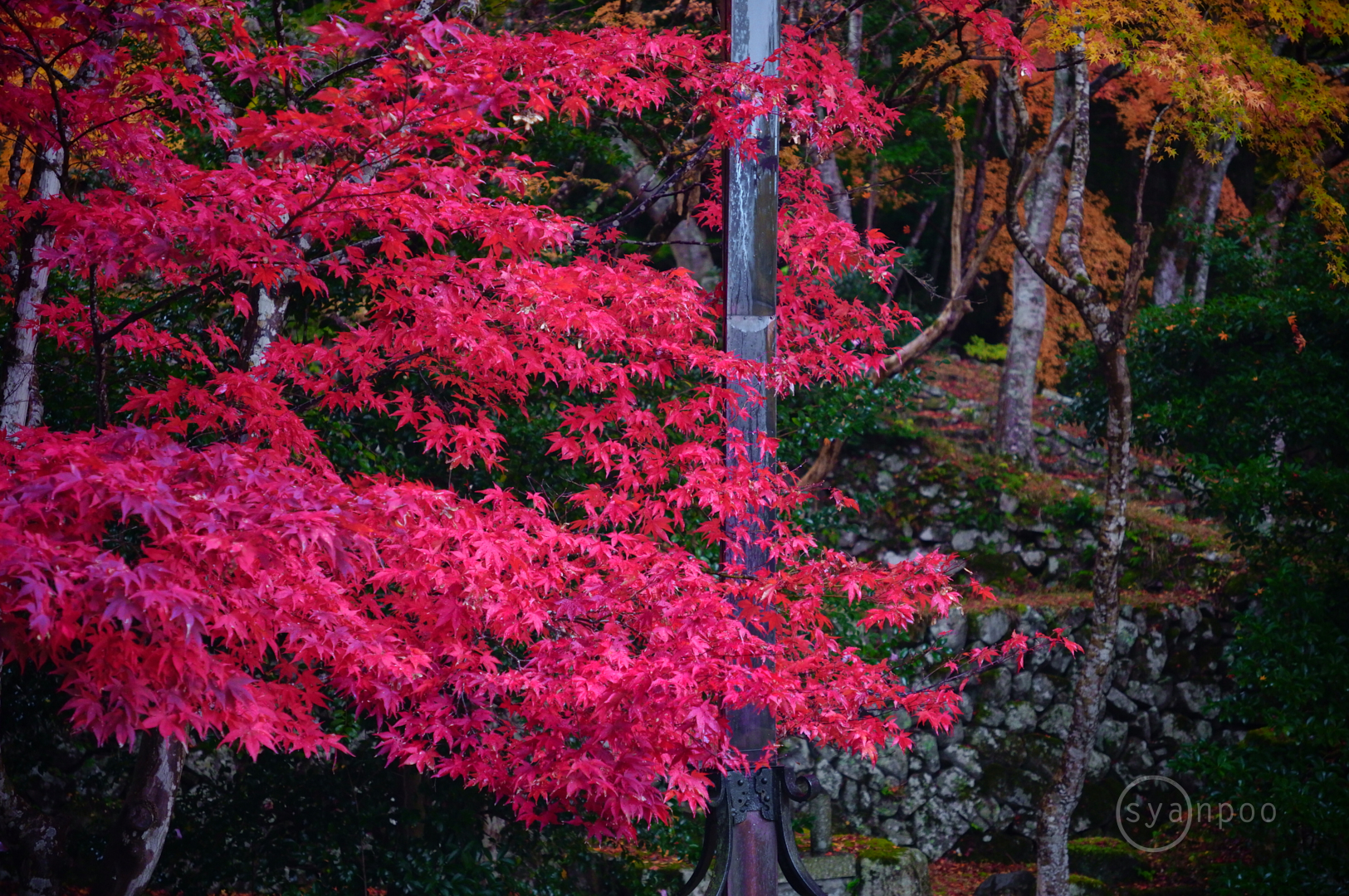 https://www.yaotomi.co.jp/blog/walk/SDIM7939%2C40%20mm%2CF2.8%2Ciso1600%28JPEG%29.jpg