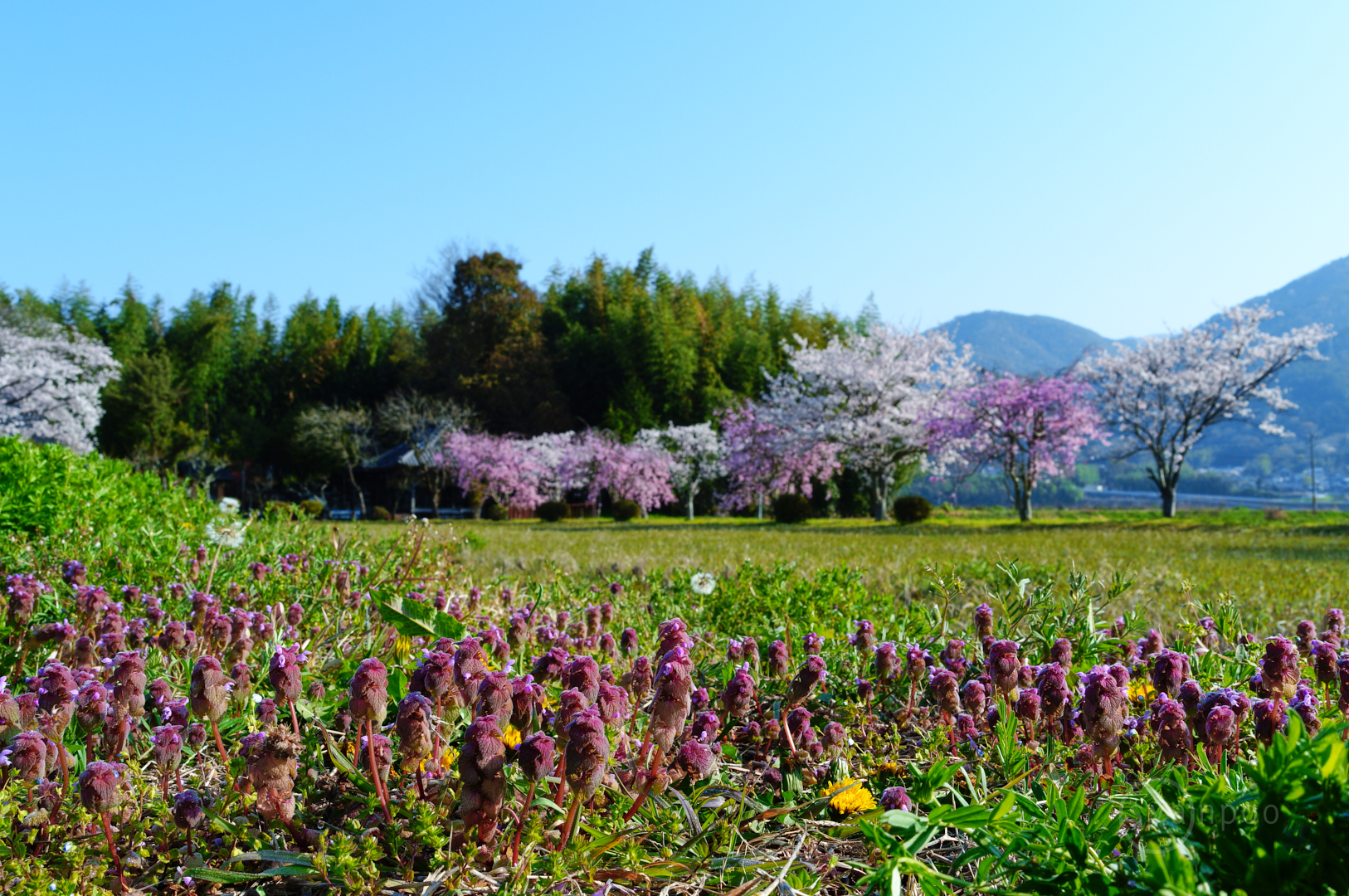 https://www.yaotomi.co.jp/blog/walk/SDIM8035%2C23%20mm%2CF11%2Ciso100%28JPEG%29.jpg