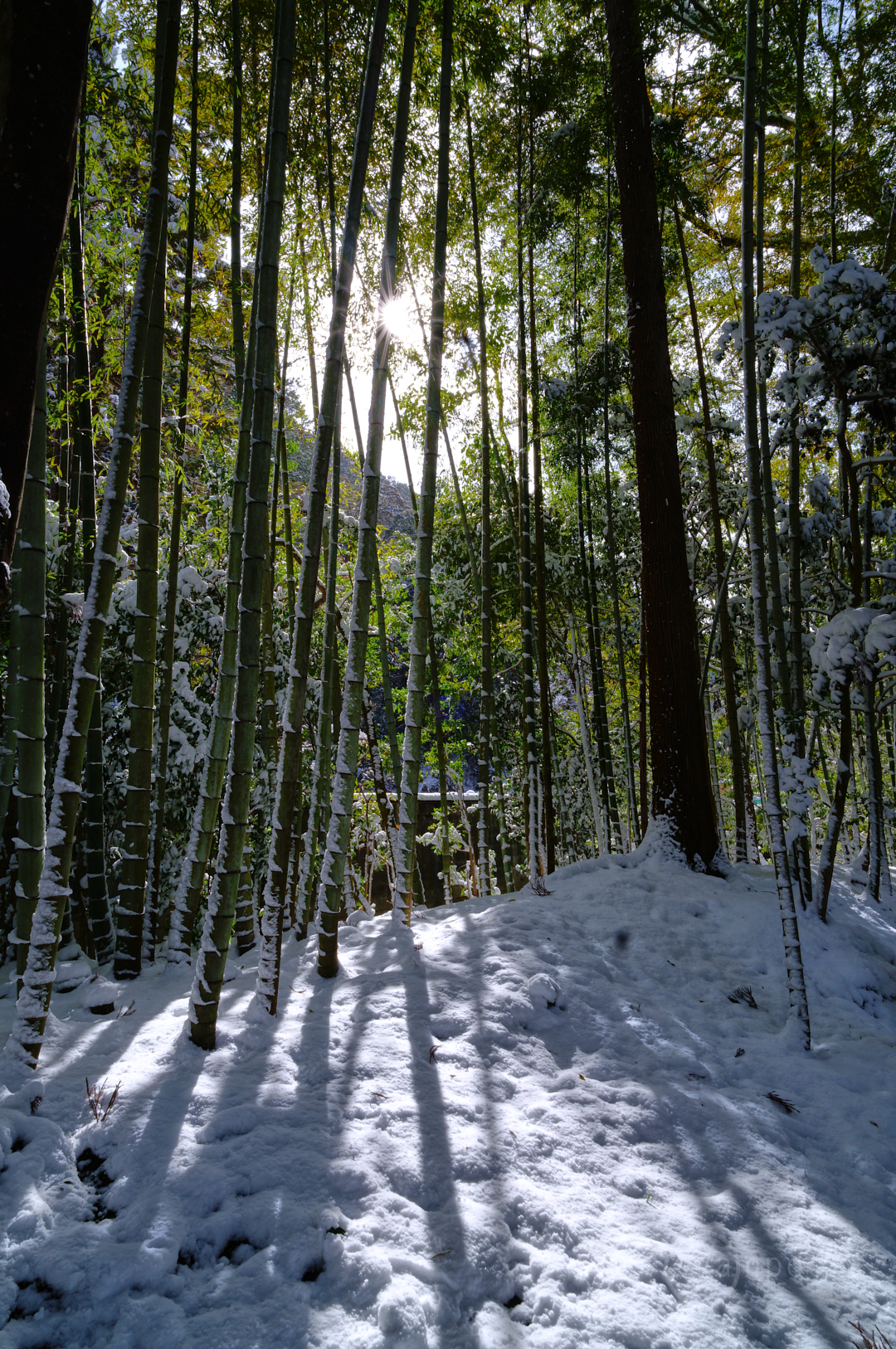 https://www.yaotomi.co.jp/blog/walk/SDIM8106%2C20%20mm%2CF22%2Ciso100%28JPEG%29.jpg