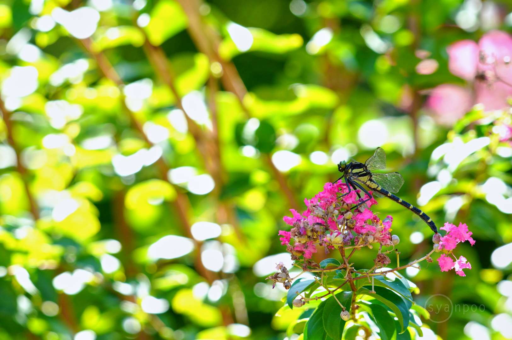 https://www.yaotomi.co.jp/blog/walk/SDIM8250%2C432%20mm%2CF7.1%2Ciso1250%28JPEG%29.jpg