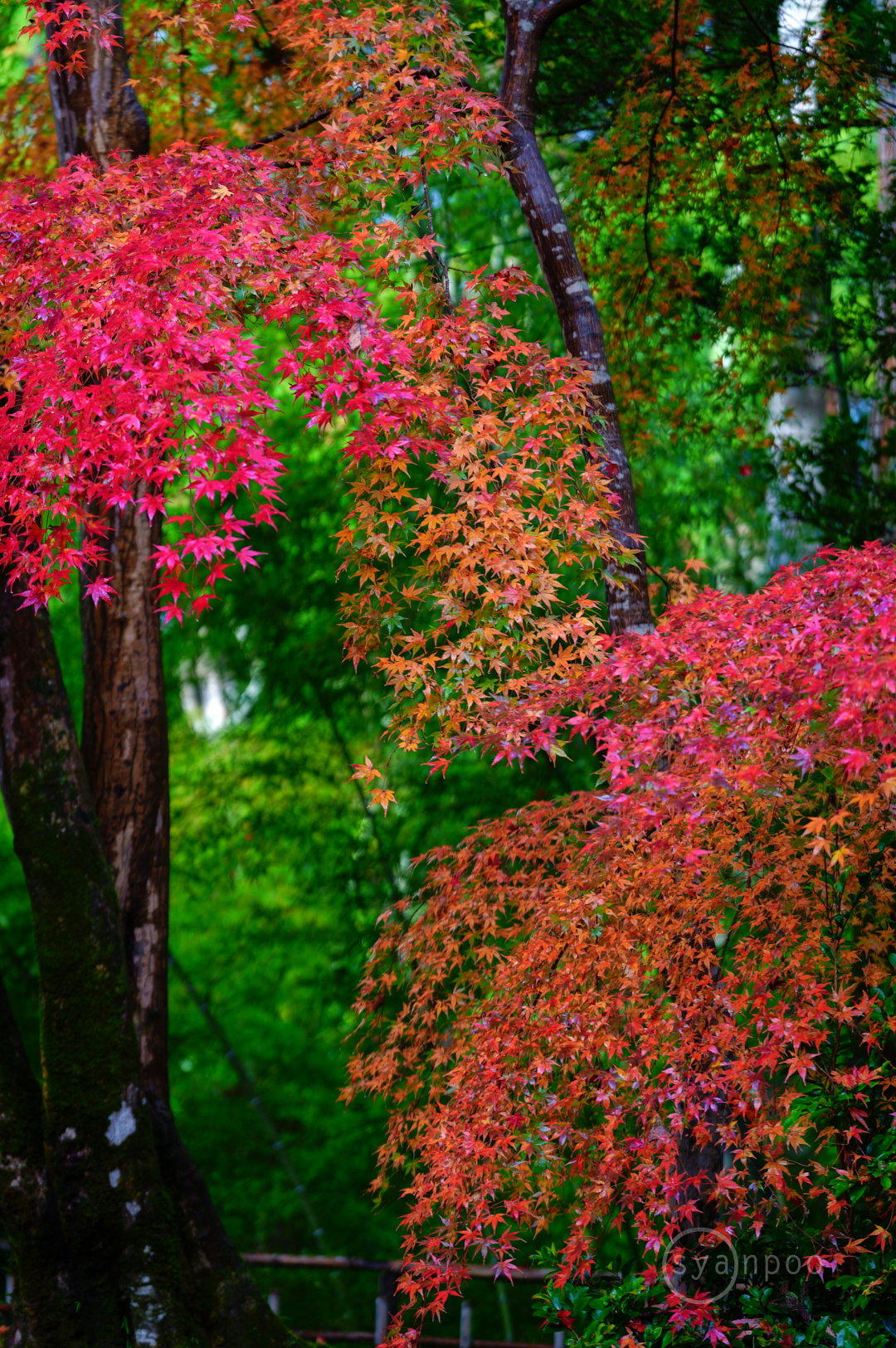 https://www.yaotomi.co.jp/blog/walk/SDIM8322%2C94%20mm%2CF2.8%2Ciso160%28JPEG%29.jpg