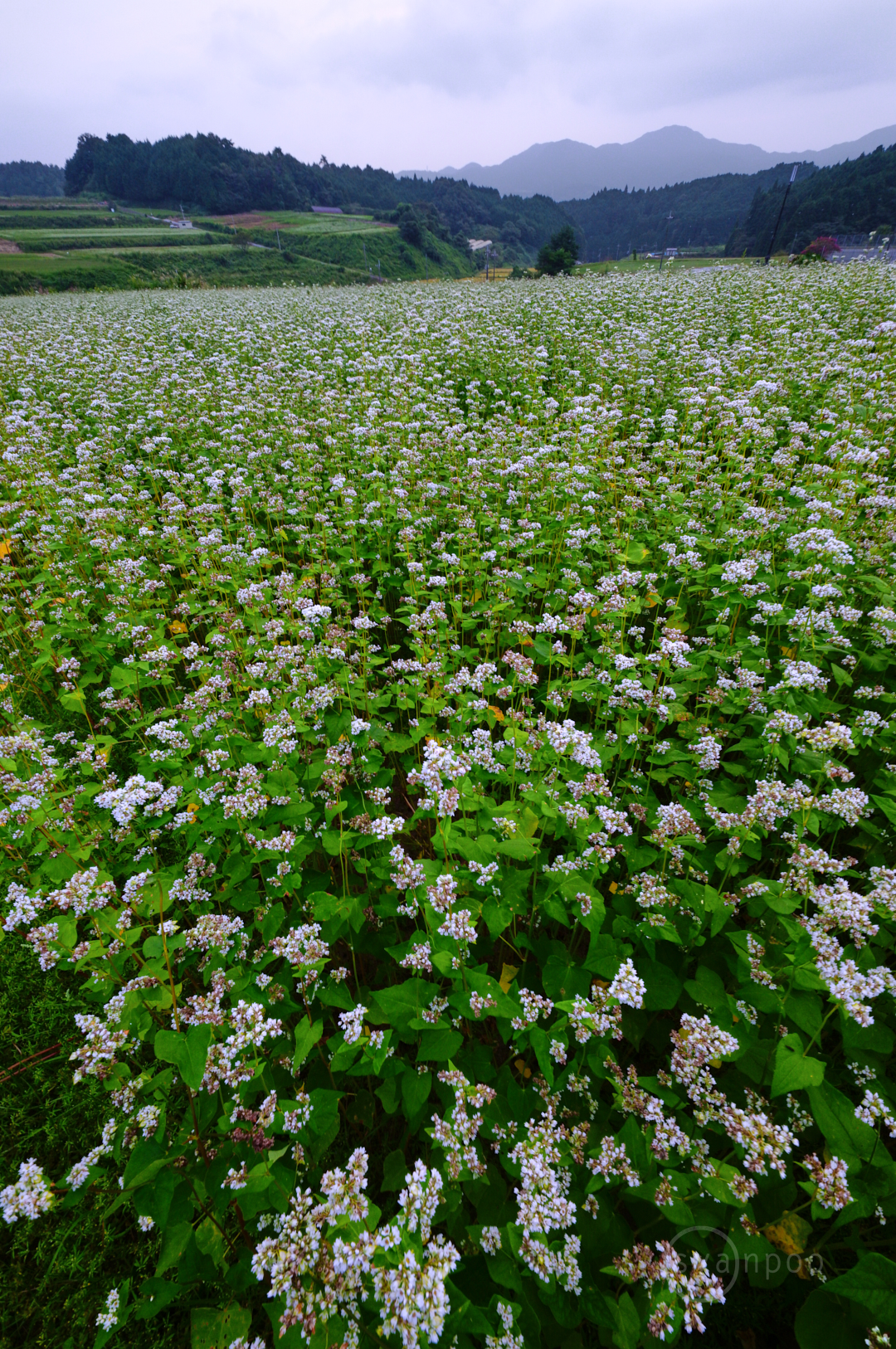 https://www.yaotomi.co.jp/blog/walk/SDIM8365%2C14%20mm%2CF18%2Ciso500%28JPEG%29.jpg