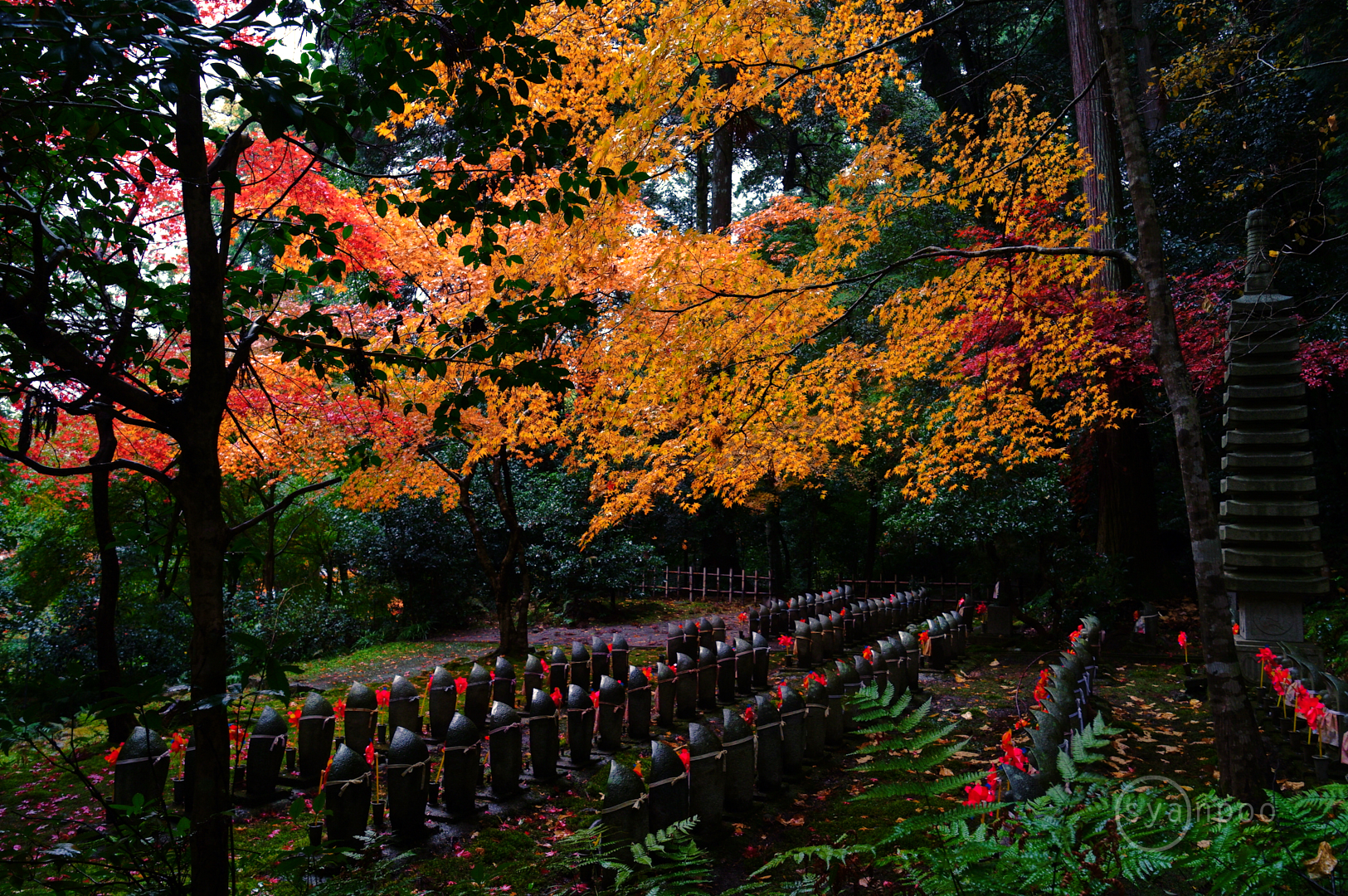 https://www.yaotomi.co.jp/blog/walk/SDIM8461%2C18%20mm%2CF5.6%2Ciso250%28JPEG%29.jpg