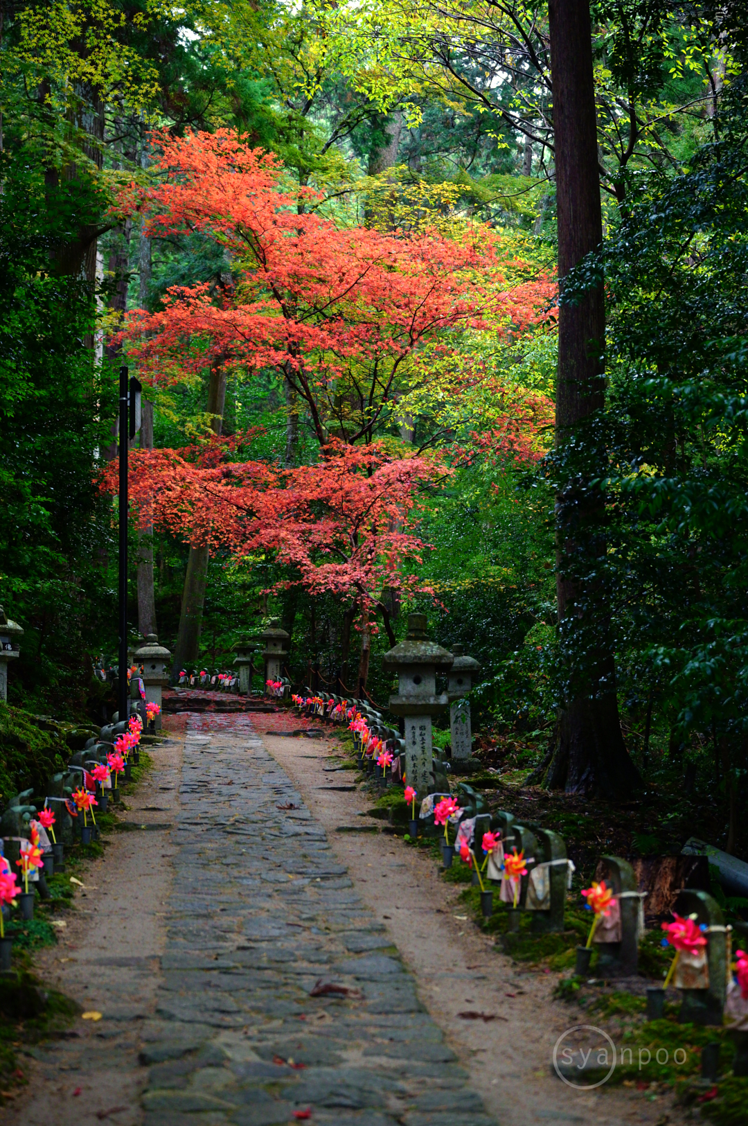 https://www.yaotomi.co.jp/blog/walk/SDIM8474%2C70%20mm%2CF4%2Ciso2500%28JPEG%29.jpg