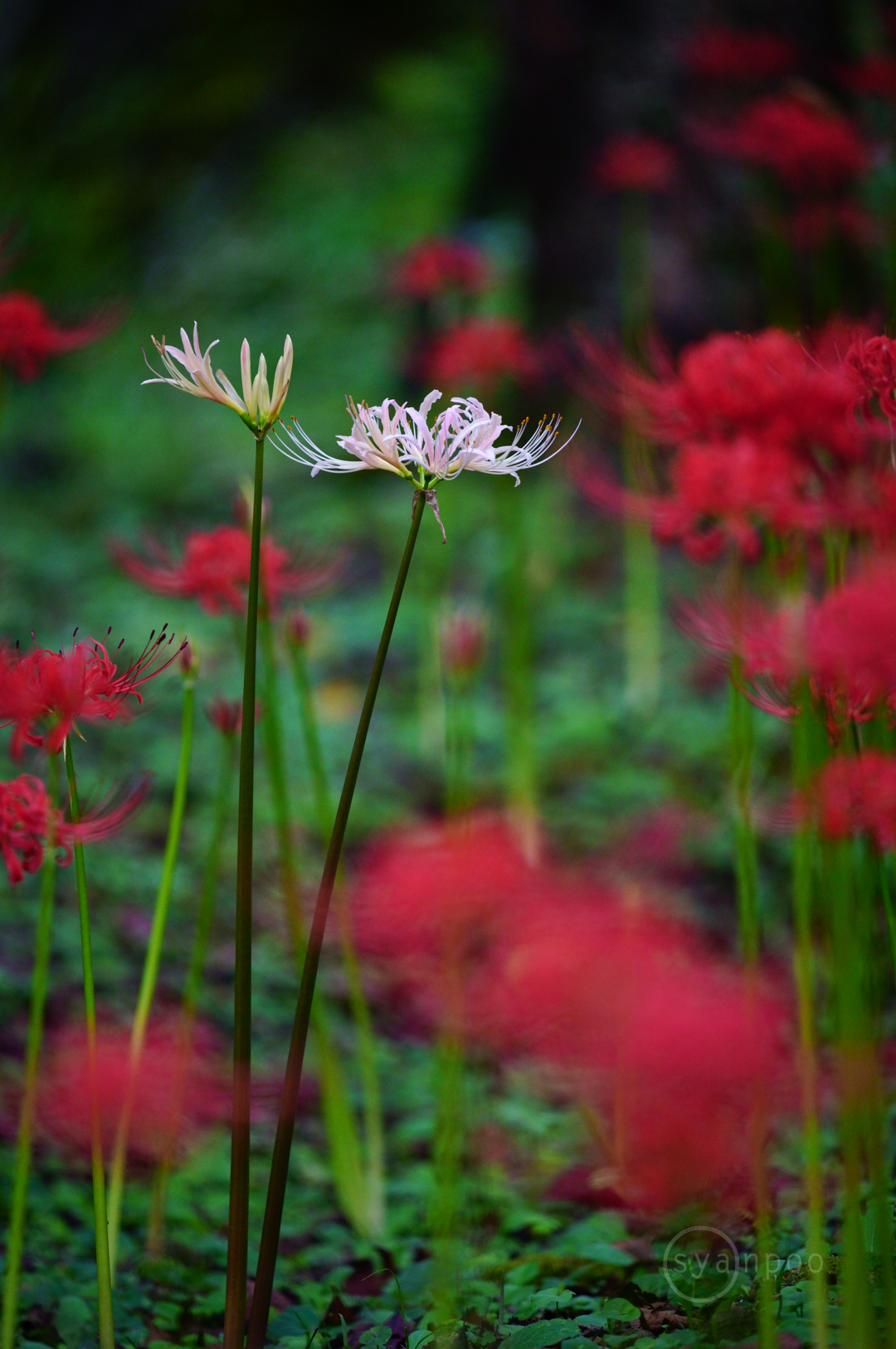 https://www.yaotomi.co.jp/blog/walk/SDIM8613%2C522%20mm%2CF6.3%2Ciso3200%28JPEG%29.jpg