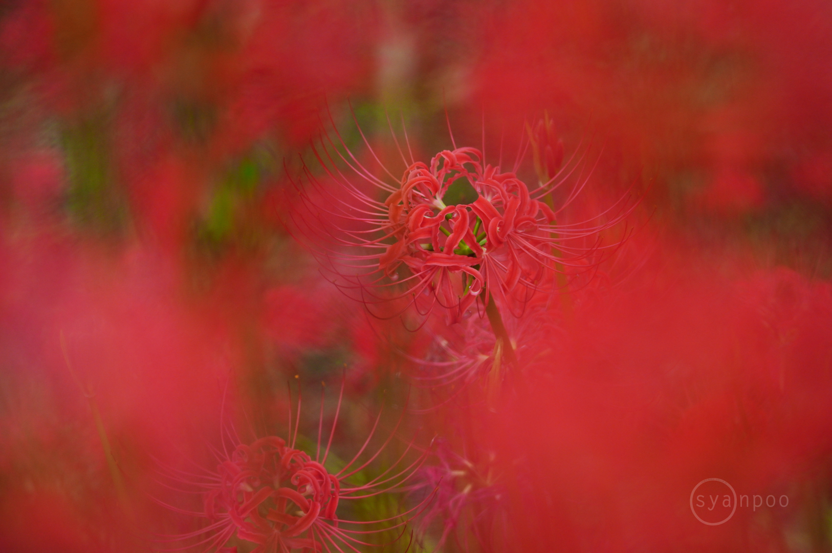 https://www.yaotomi.co.jp/blog/walk/SDIM8733%2C157%20mm%2CF5.4%2Ciso1000%28JPEG%29.jpg