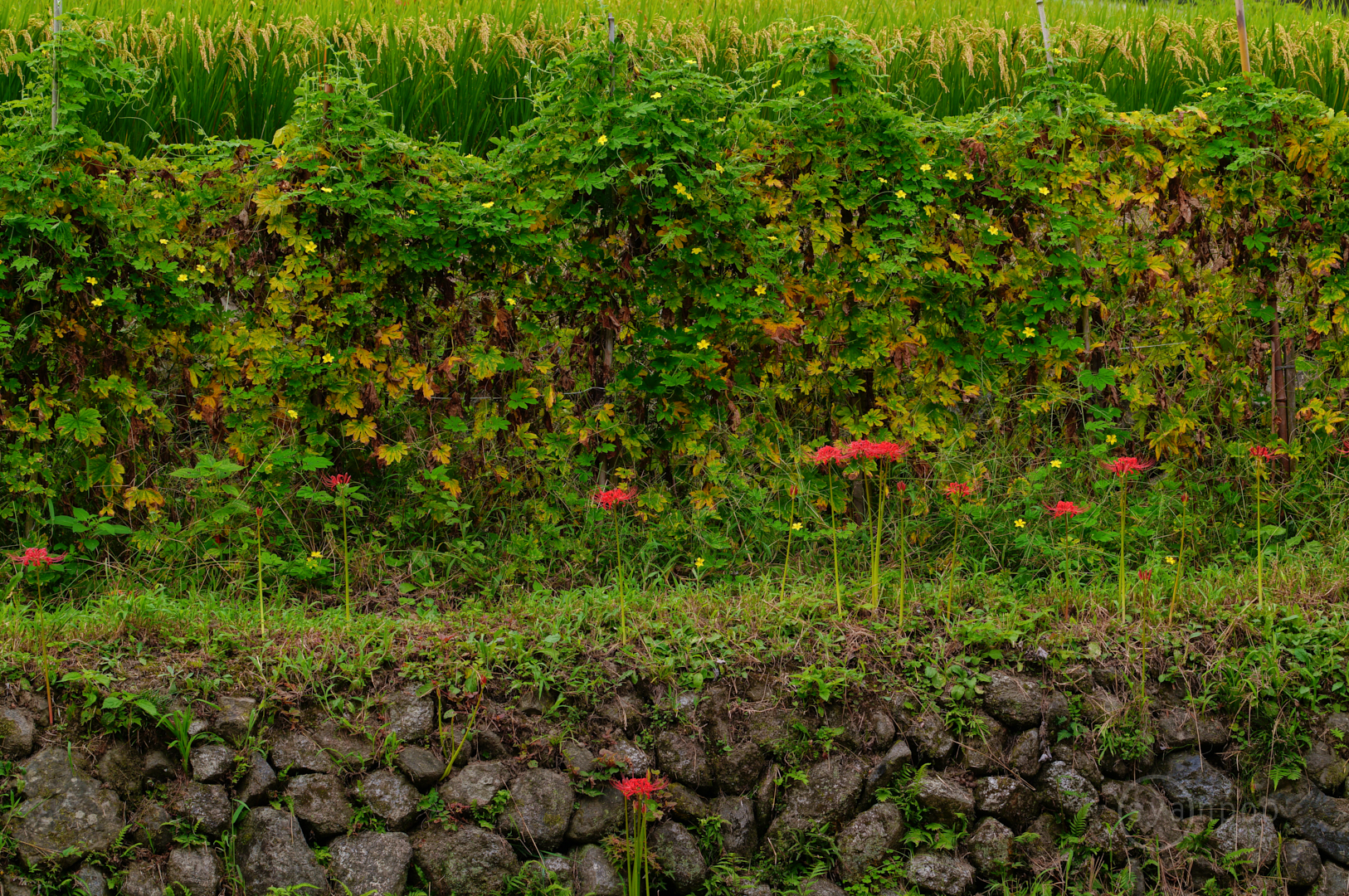 https://www.yaotomi.co.jp/blog/walk/SDIM8851%2C121%20mm%2CF9%2Ciso200%28JPEG%29.jpg