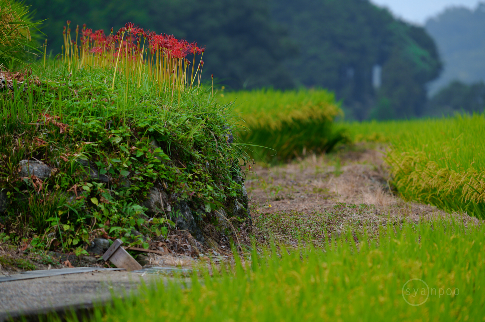 https://www.yaotomi.co.jp/blog/walk/SDIM8866%2C302%20mm%2CF6.3%2Ciso200%28JPEG%29.jpg