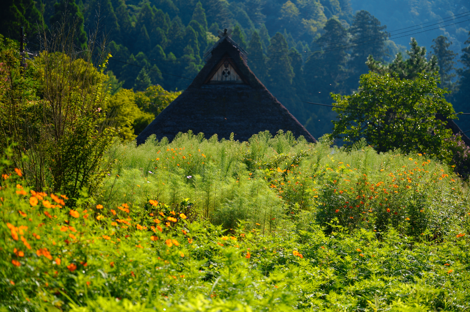 https://www.yaotomi.co.jp/blog/walk/SDIM8867%2C79%20mm%2CF2.8%2C1-320%20%E7%A7%92%2Ciso100%28JPEG%29.jpg