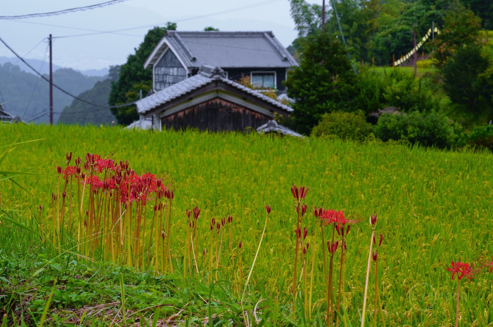 https://www.yaotomi.co.jp/blog/walk/SDIM8872%2C131%20mm%2CF18%2Ciso500%28JPEG%29.jpg