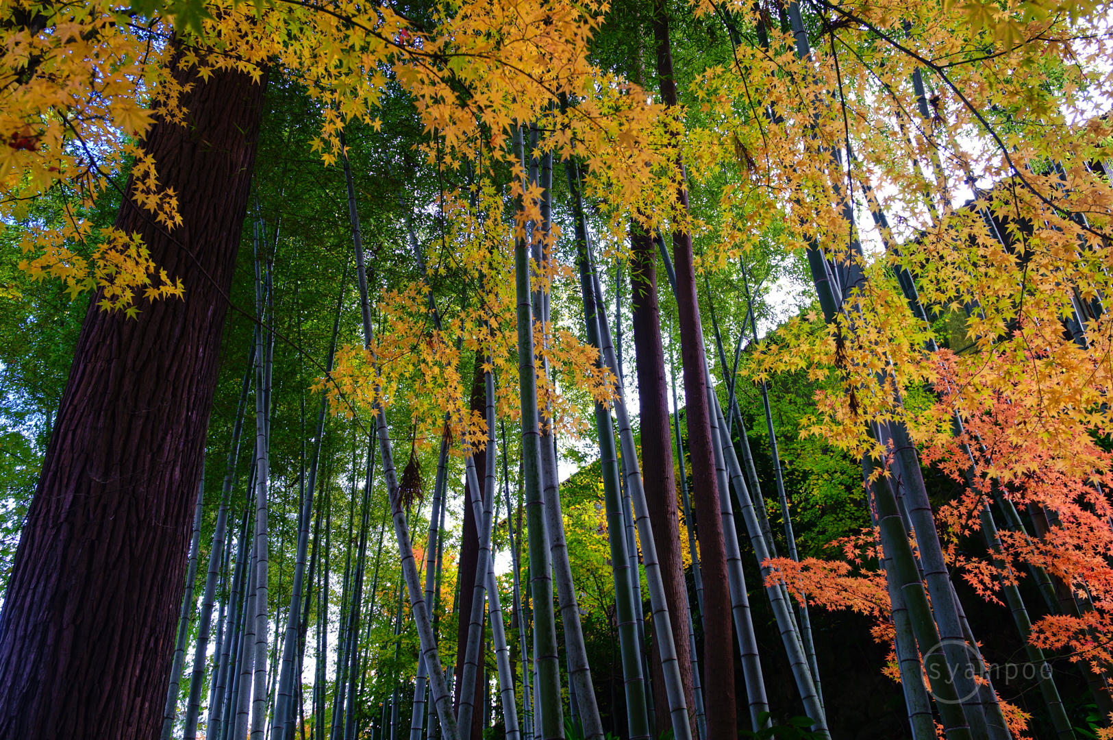 https://www.yaotomi.co.jp/blog/walk/SDIM8900%2C18%20mm%2CF5%2Ciso160%28JPEG%29.jpg