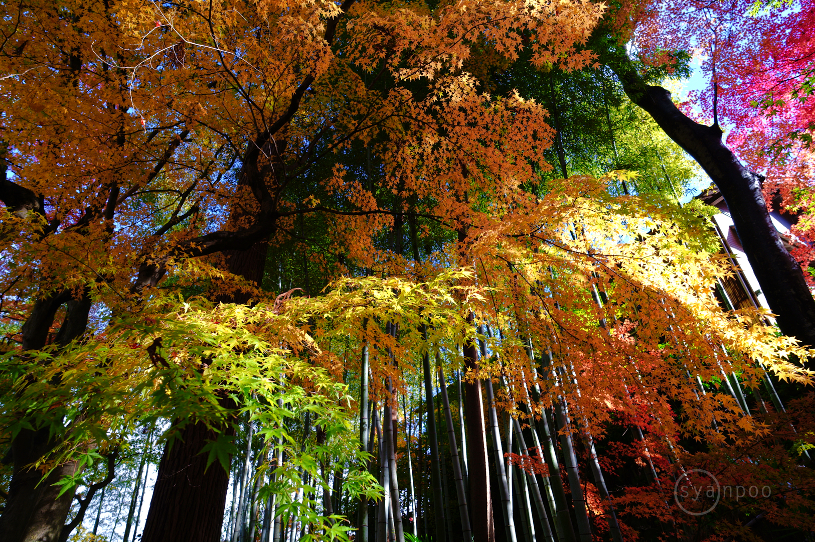 https://www.yaotomi.co.jp/blog/walk/SDIM8986%2C14%20mm%2CF5%2Ciso100%28JPEG%29.jpg