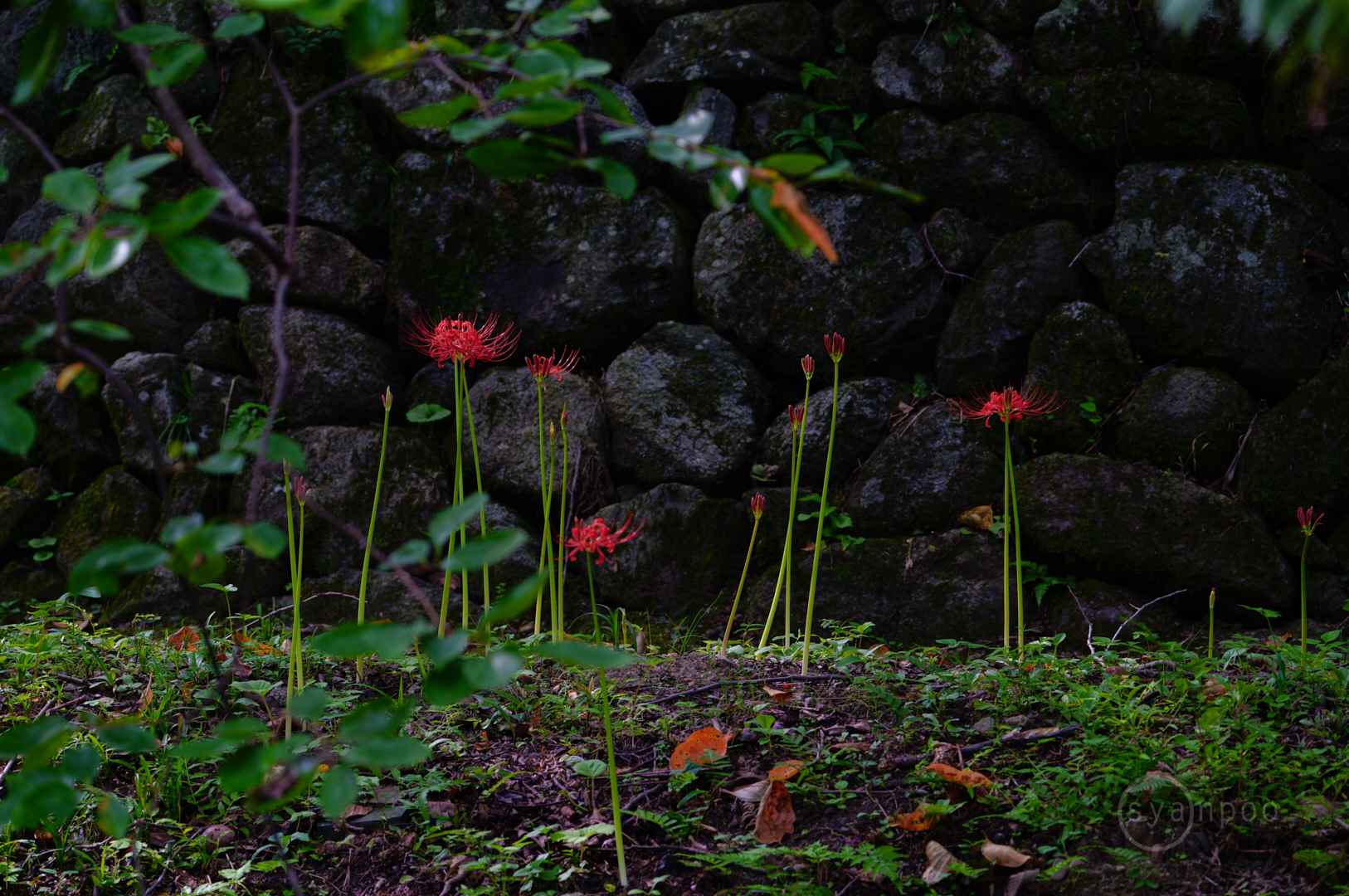 https://www.yaotomi.co.jp/blog/walk/SDIM8998%2C212%20mm%2CF6%2Ciso400%28JPEG%29.jpg