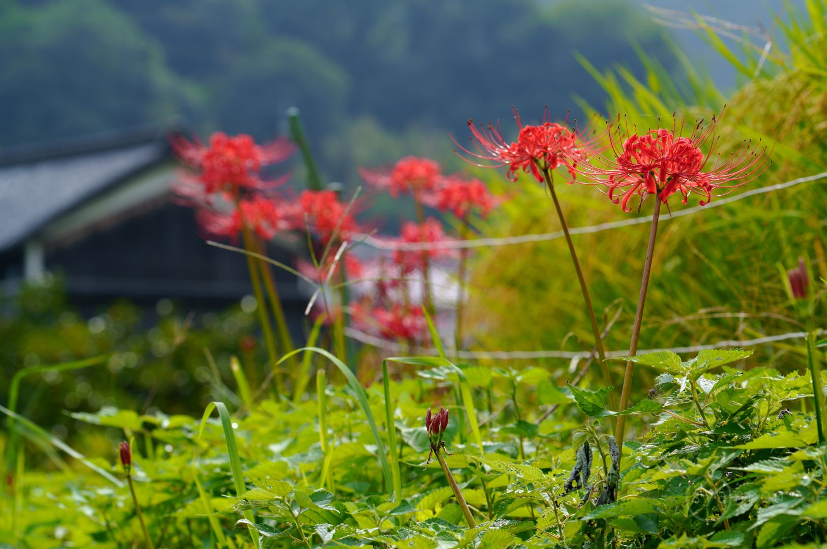 https://www.yaotomi.co.jp/blog/walk/SDIM9025%2C187%20mm%2CF11%2Ciso160%28JPEG%29.jpg