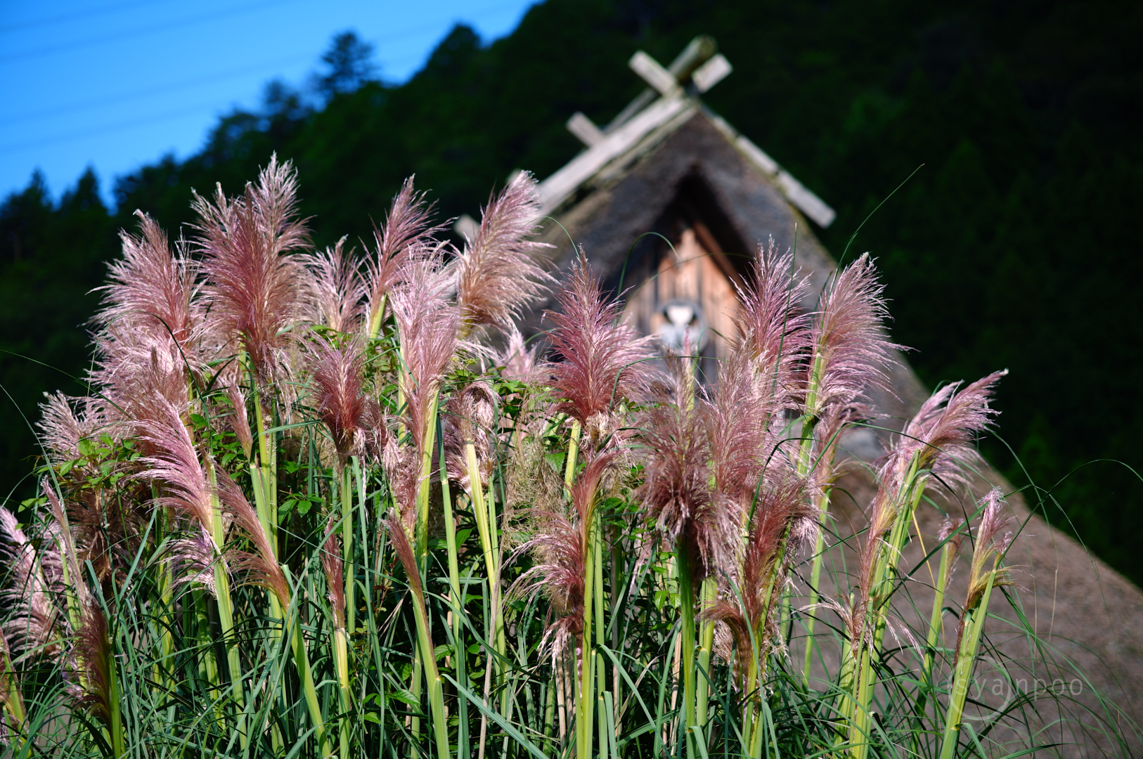 https://www.yaotomi.co.jp/blog/walk/SDIM9050%2C97%20mm%2CF2.8%2C1-500%20%E7%A7%92%2Ciso100%28JPEG%29.jpg