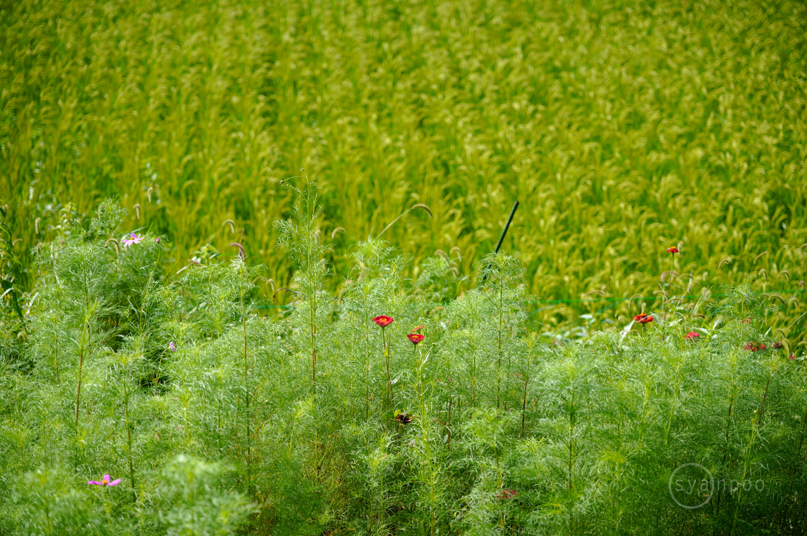 https://www.yaotomi.co.jp/blog/walk/SDIM9059%2C82%20mm%2CF2.8%2C1-250%20%E7%A7%92%2Ciso100%28JPEG%29.jpg