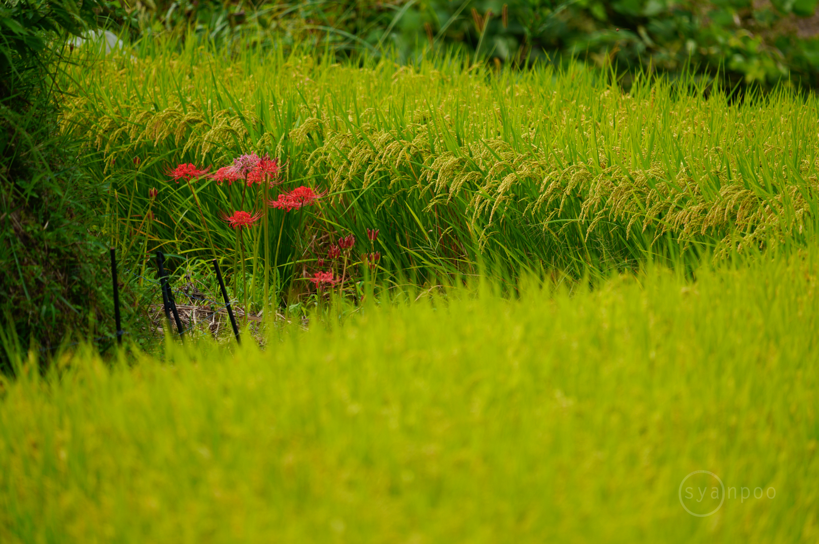 https://www.yaotomi.co.jp/blog/walk/SDIM9062%2C600%20mm%2CF6.3%2Ciso125%28JPEG%29.jpg