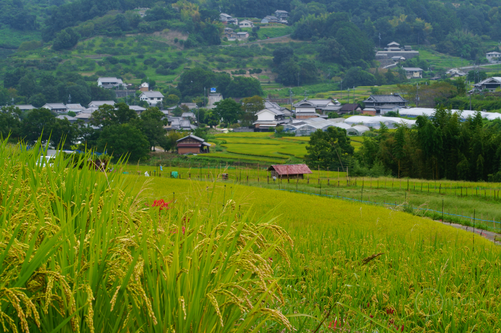 https://www.yaotomi.co.jp/blog/walk/SDIM9136%2C105%20mm%2CF22%2Ciso640%28JPEG%29.jpg