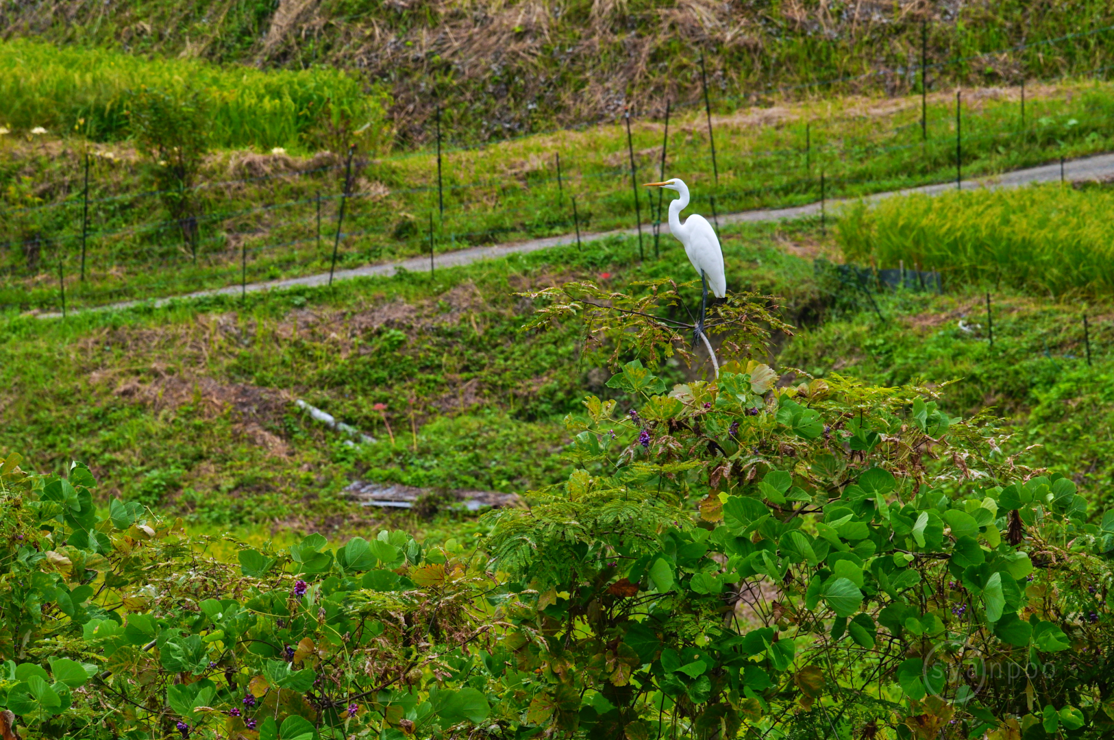 https://www.yaotomi.co.jp/blog/walk/SDIM9139%2C539%20mm%2CF22%2Ciso1600%28JPEG%29.jpg