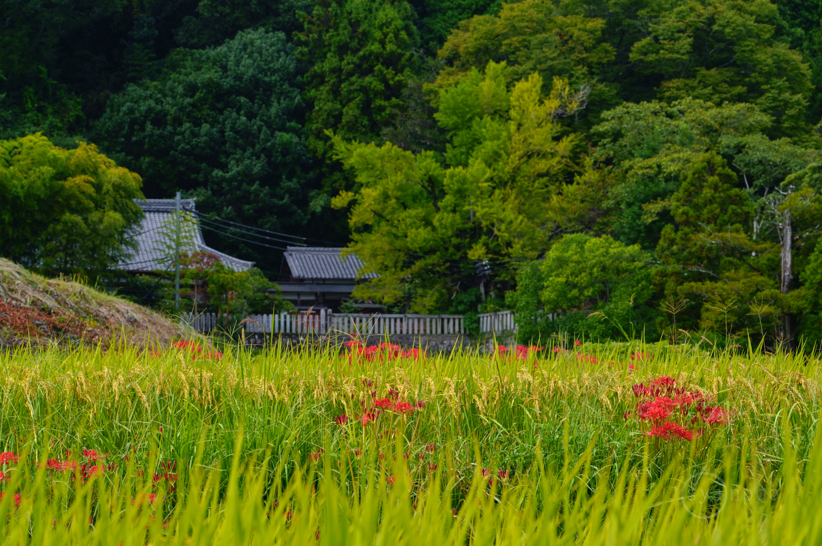 https://www.yaotomi.co.jp/blog/walk/SDIM9244%2C130%20mm%2CF14%2Ciso800%28JPEG%29.jpg