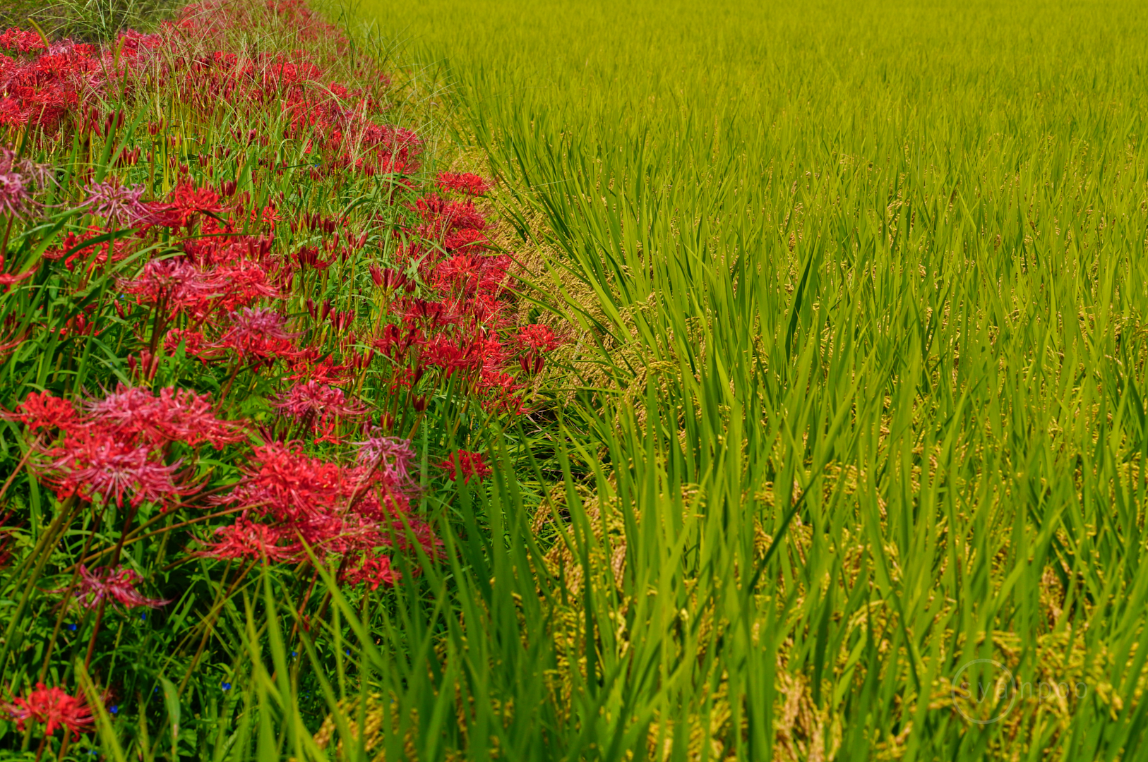 https://www.yaotomi.co.jp/blog/walk/SDIM9274%2C105%20mm%2CF13%2Ciso800%28JPEG%29.jpg