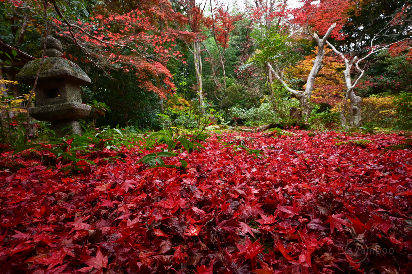 https://www.yaotomi.co.jp/blog/walk/Z62_4281%2C20%20mm%2CF13%2Ciso400%28JPEG%29.jpg