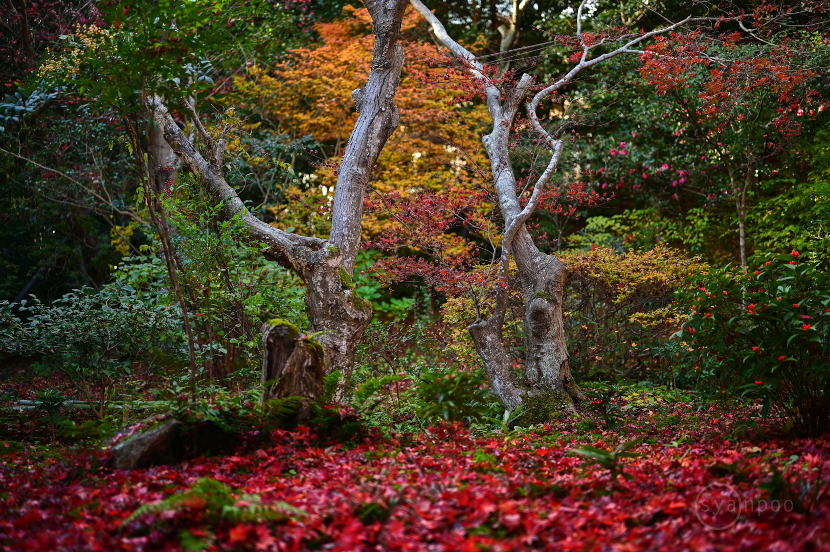 https://www.yaotomi.co.jp/blog/walk/Z62_4467%2C50%20mm%2CF1.8%2Ciso100%28JPEG%29.jpg