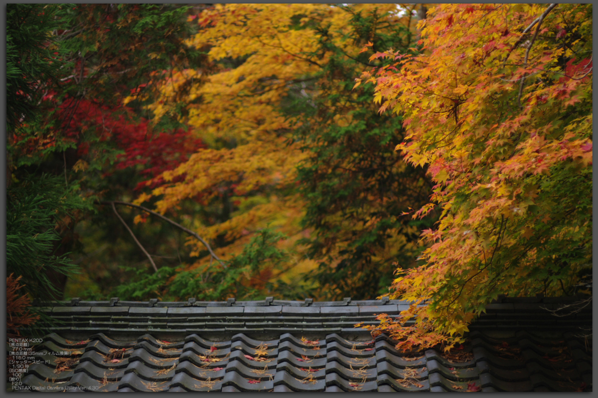 常照皇寺 紅葉 前編 Fa 31mm F1 8 Al Limited お写ん歩