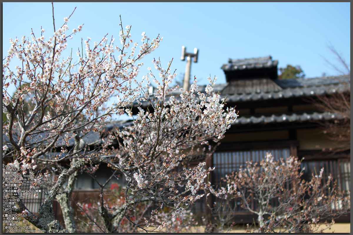 観心寺 梅 2014 ／ SIGMA 30mm F1.4 DC HSM with PENTAX K-3