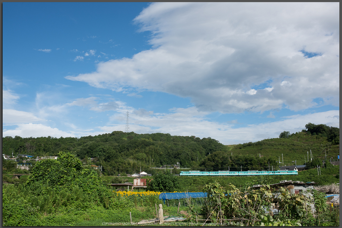 五條市 上野公園 ひまわり 2014 ／ Nikon D810 with AF-S NIKKOR 35mm