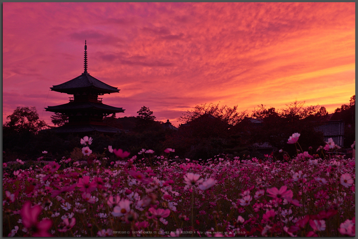 法起寺 コスモス 夕景 14 大宇陀 Cafe Equbo Panasonic Lumix Tz60 お写ん歩