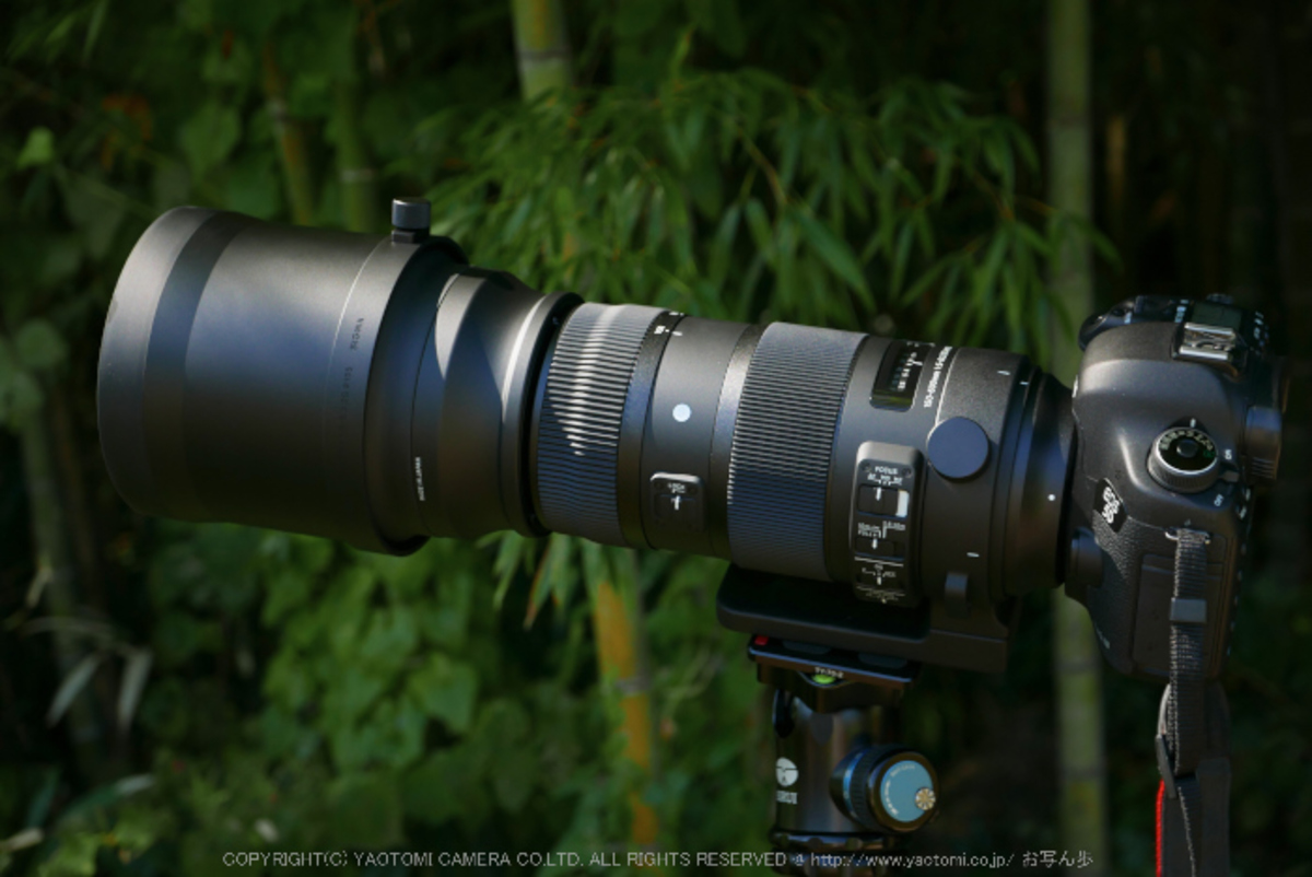 シグマ 150-600mm F5-6.3 DG OS HSM Sports SIGMA with Canon EOS 5D ...