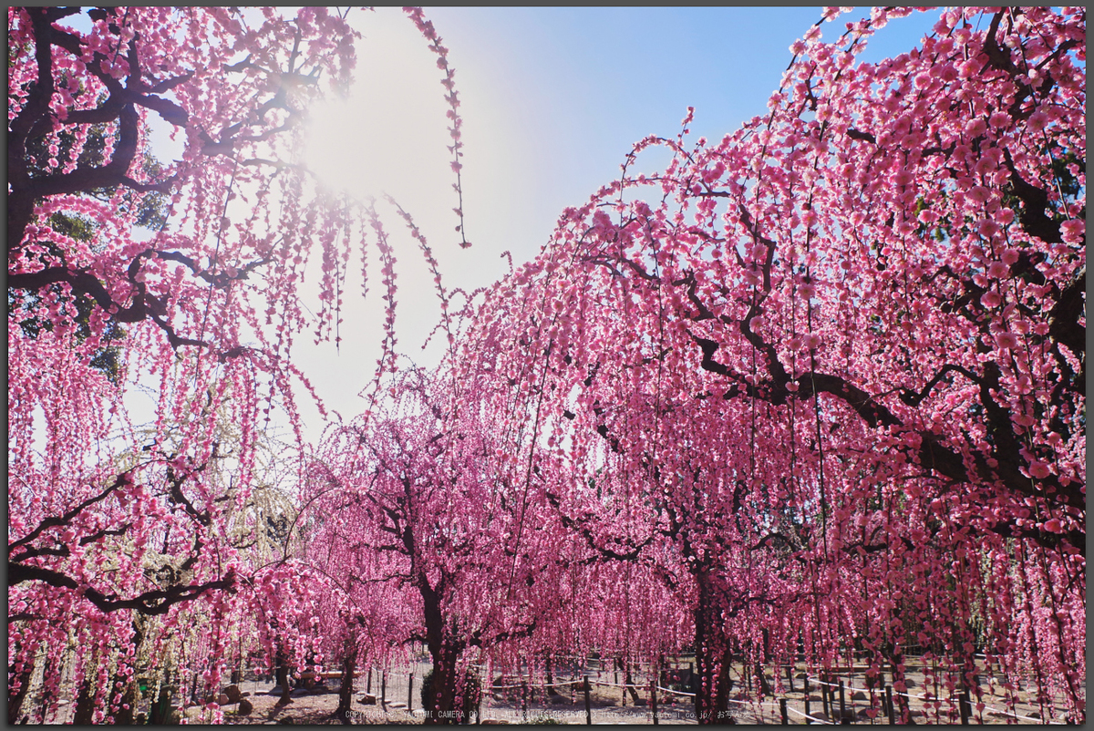 結城神社 しだれ梅 梅まつり 15 Pentax K S2 Review ４ お写ん歩