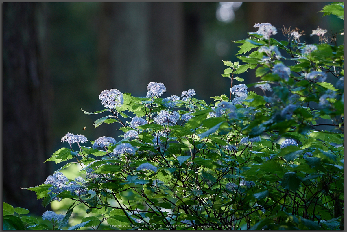 奈良 小紫陽花 15 後編 Olympus Om D E M5 Markii お写ん歩