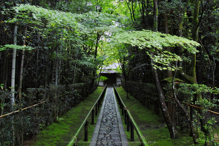 京都 雨上がりの高桐院（前編） ／ SIGMA sd Quattro H - お写ん歩