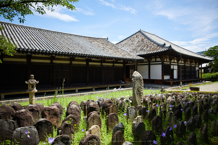 奈良 元兴寺のききょう 2017 シグマ sigma 24-70mm f2.