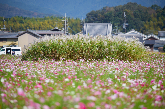 IMG_3966_388 mm(F6.3)iso100_2018yaotomi.jpg