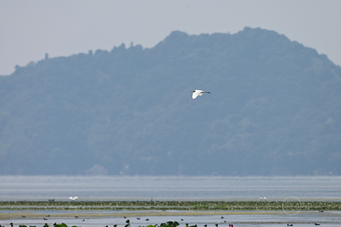 DSC_0529,600 mm,F8,1-500 秒,iso100(JPEG).jpg