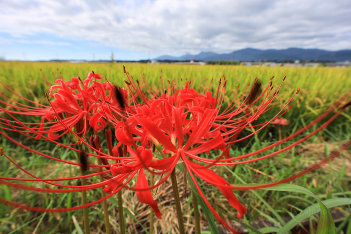 IMG_0664,10 mm,F8,1-250 秒,iso100(JPEG).jpg