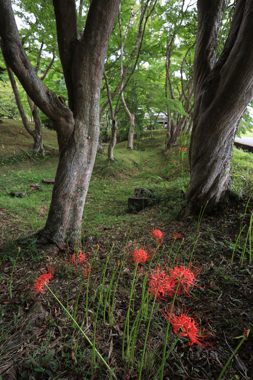 IMG_0916,10 mm,F2.8,1-100 秒,iso100(JPEG).jpg