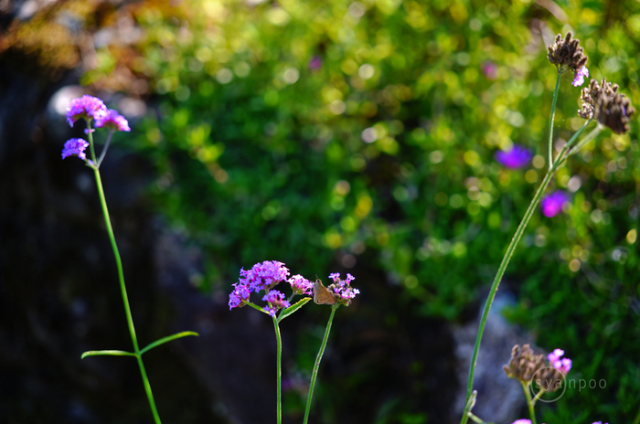 SDIM8846,105 mm,F2.8,1-100 秒,iso125(JPEG).jpg