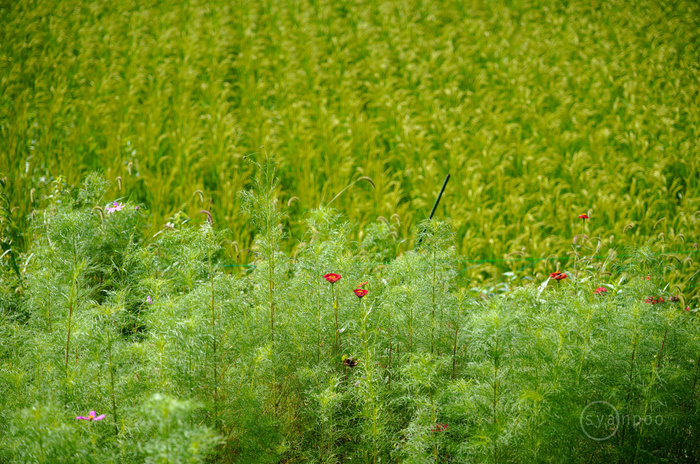 SDIM9059,82 mm,F2.8,1-250 秒,iso100(JPEG).jpg