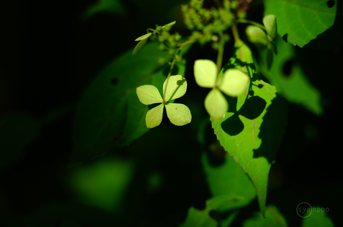 SDIM9380,105 mm,F2.8,1-100 秒,iso200(JPEG).jpg