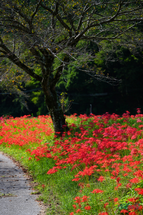 7RV04250,90 mm,F2.8,1-400 秒,iso100(JPEG).jpg