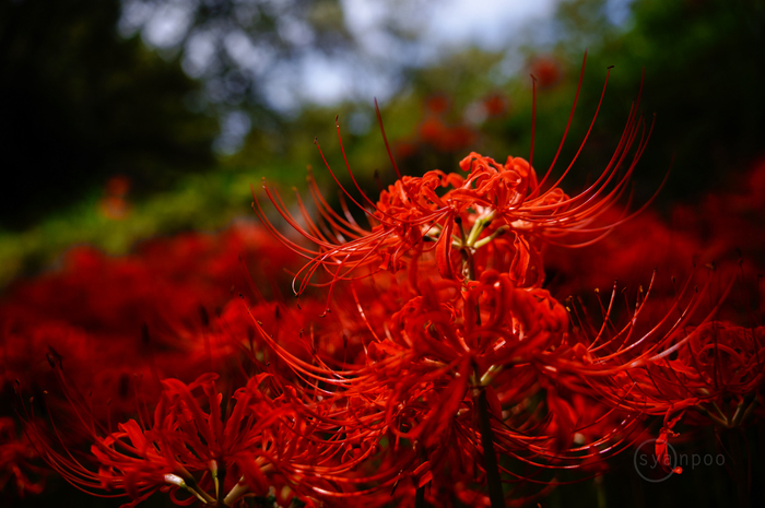 SDIM0010,28 mm,F2.8,1-640 秒,iso100(JPEG).jpg