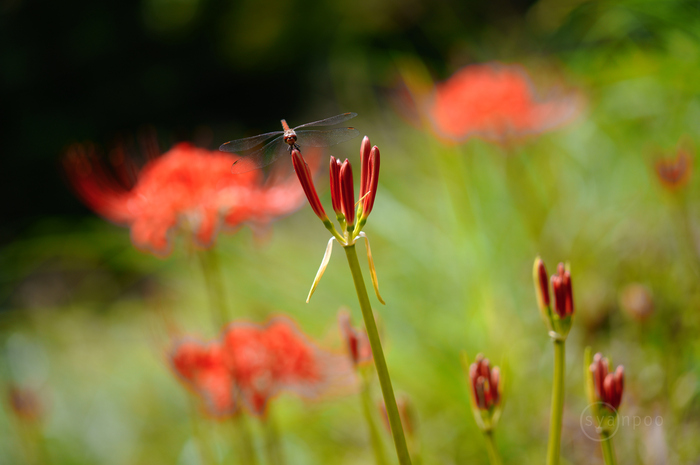 SDIM0068,105 mm,F2.8,1-250 秒,iso100(JPEG).jpg