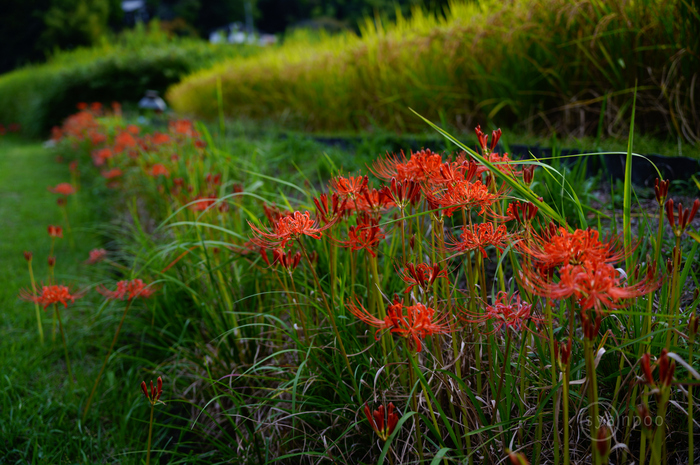 SDIM0243,39 mm,F2.8,1-250 秒,iso100(JPEG).jpg