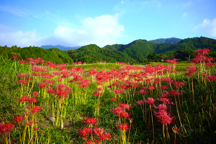 SDIM0973,28 mm,F2.8,1-320 秒,iso100(JPEG).jpg