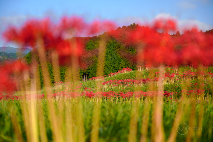 SDIM1003,61 mm,F2.8,1-320 秒,iso100(JPEG).jpg