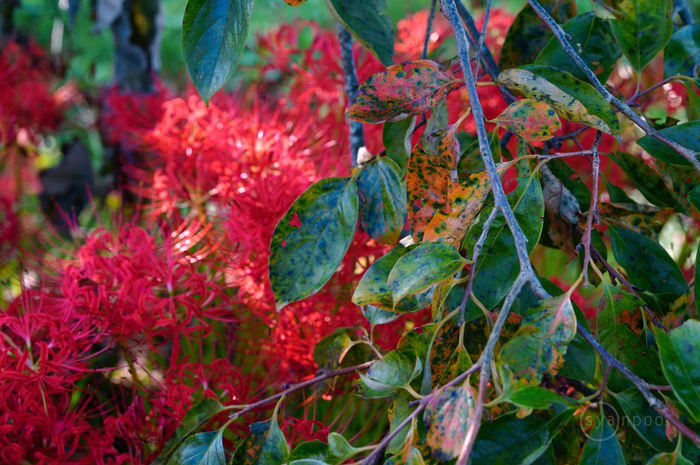 SDIM1051,71 mm,F5.6,1-80 秒,iso500(JPEG).jpg